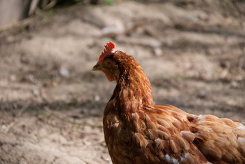 Poule pondeuse