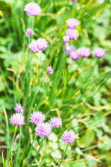 Obraz na płótnie Canvas green meadow with flowering chives herb