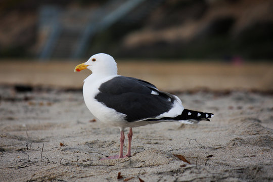Seagull in California, USA