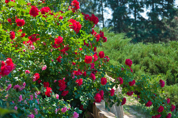 Цветение красных роз.
