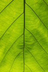Plakat green leaf texture ( teak leaf )