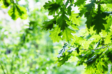 Fototapeta na wymiar green oak foliage in summer rainy day