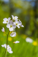 White Wildflowers