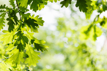 Naklejka premium naturalne tło - zielone liście dębu w lesie