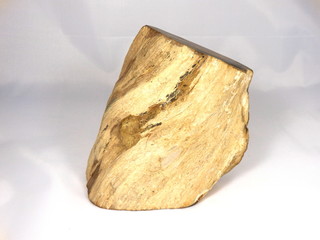 Petrified Wood