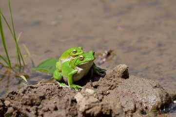蛙のペア