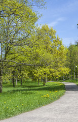 Single Road In The Park