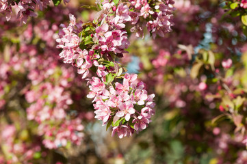 beautiful crab apple tree in full bloom