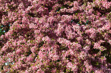 Fototapeta premium beautiful crab apple tree in full bloom