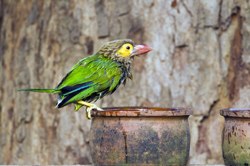 Brown-headed barbet in Minneriya, Sri Lanka