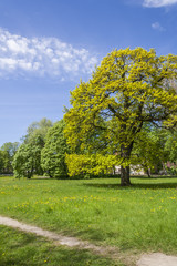 Spring Meadow With Dandelion Flower And Tree