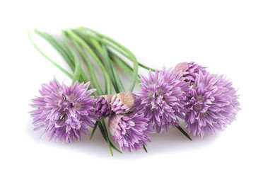 Chives  flowers