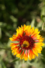 Bee on the flower