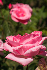 Two pink roses