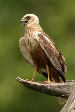 Falco di palude