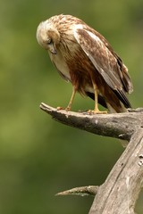 Falco di palude