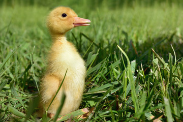 Duckling