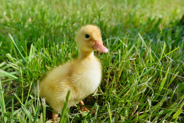 Duckling
