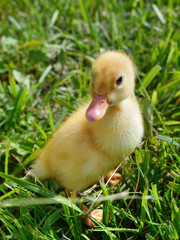 Duckling