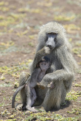 Olive Baboon (Papio anubis) mother with young in her arms, Lake Manyara national park, Tanzania.