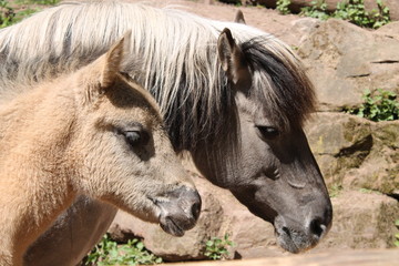 Fototapeta premium Horse Double Portrait