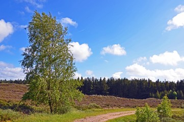 Obraz premium Birke umgeben von Heidelandschaft