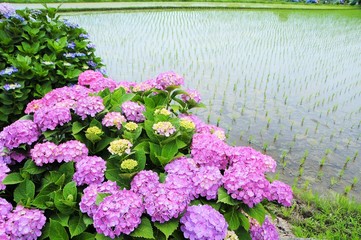 紫陽花と田んぼ