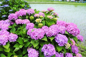 紫陽花と田んぼ
