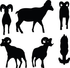 big horn sheep  silhouette in walking  pose