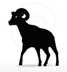 big horn sheep  silhouette in walking  pose
