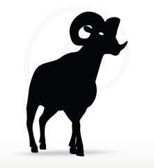 big horn sheep  silhouette in walking  pose
