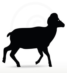 big horn sheep  silhouette in walking  pose