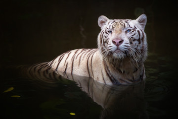 Fototapeta na wymiar White tiger symbol of success