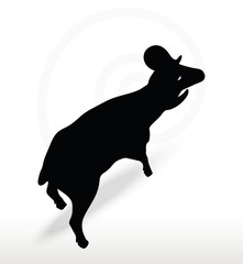 big horn sheep  silhouette in face upward  pose