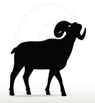 big horn sheep  silhouette in face upward  pose