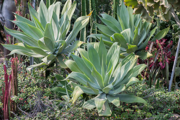 Obraz premium Sharp pointed agave plant leaves
