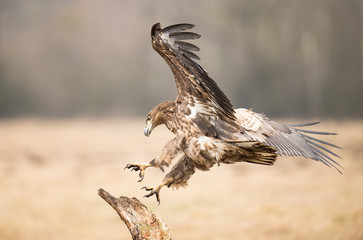 Landing White-tailed Eagle