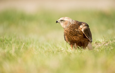 Moor buzzard