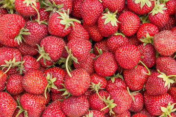 strawberries / ripe, red strawberries