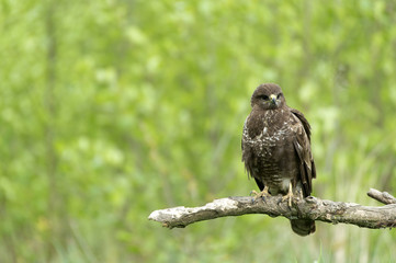 Buzzard on a branch