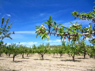 almond grove in spring