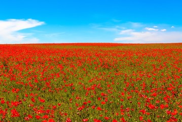 meadow of red poppies against blue sky