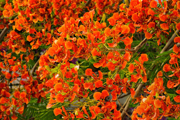 Flamboyant or Delonix Regia in a tropical garden