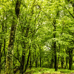 Fototapeta na wymiar Green forest summer, Montenegro, near monastery Ostrog