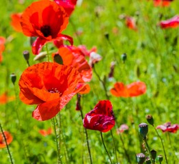 red poppies on grass green background