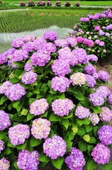 紫陽花と水田
