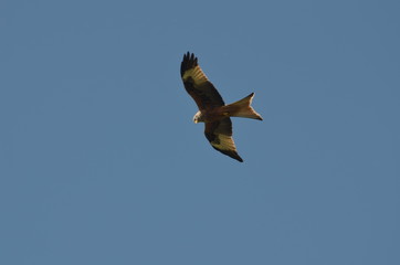 Milan royal (Milvus milvus)