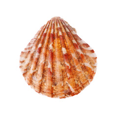 Radial Seashell