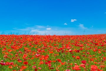 Fototapeta na wymiar meadow of red poppies
