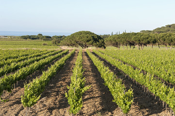 Fototapeta na wymiar Blick auf Weinanbau, Côtes de Provence